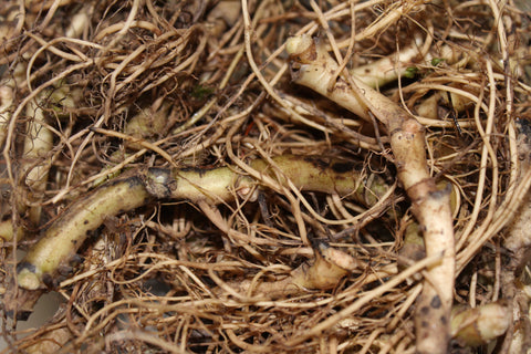 Wild Ginger Root