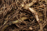 Wild Ginger Root