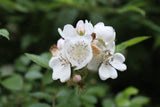 Wild White Roses, Leaf, Stem and Flower -  Appalachian Mountains Wild Harvest