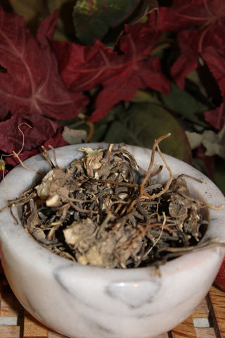 Gravel Root - Eupatorium purpureum