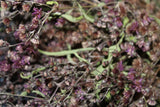 Ironweed Flowers