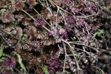 Ironweed Flowers