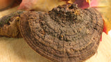 Polypore Mushroom, Cracked Cap - Wild Harvested in the Appalachian Mountains