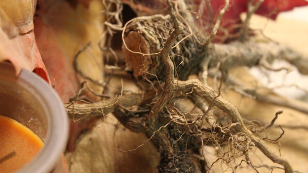 Mullein Root - Appalachian Mountains Wild Harvest – Tame the Spirit