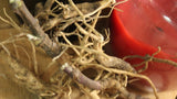 Wild Carrot Root  - Wild Harvested in the Appalachian Mountains