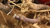 Wild Carrot Root  - Wild Harvested in the Appalachian Mountains