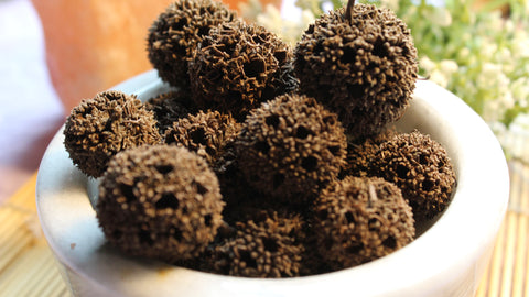 Sweetgum Pods, Dried Fruit