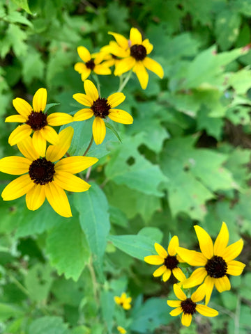 planting black eyed susan seeds Black eyed Susan Seeds