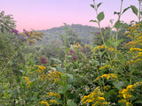 Goldenrod Flowers, Dried - Wild Harvested in the Appalachian Mountains