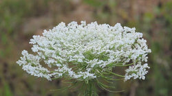 Queen Annes Lace Seeds - Grow your own Herbs!