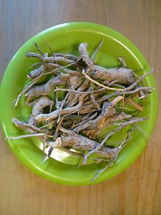 Sassafras Root - Wild Harvested Herb