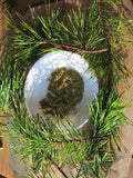 Pine Needle Tea - Powdered Pinus virginiana