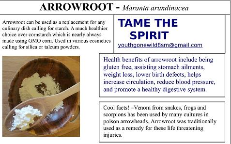 A Comprehensive Guide to Arrowroot Benefits - Healthier Steps