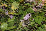 Wild Bergamot Seeds - Summer 2022 Appalachian Mountains Wild Harvest