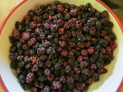 Dried Mulberries