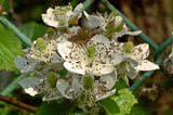 Blackberry Flower Leaf Tea