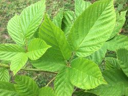Blackberry leaf - Wild Harvested BlackBerry Tea