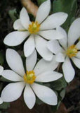 Bloodroot - Cut and Sifted Root