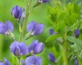 Blue Wild Indigo Seeds - Grow your own Herbs!