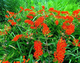 Butterfly Weed Seeds - Grow your own Herbs!