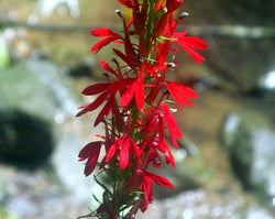 Cardinal Flower Seeds - Grow your own Herbs!