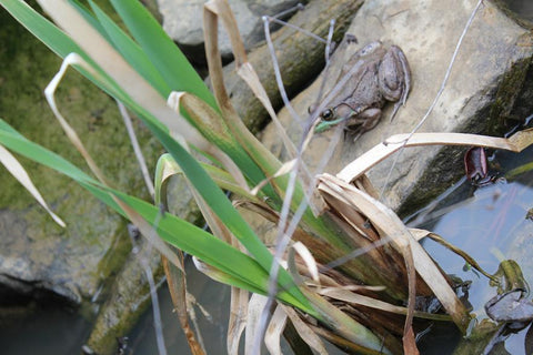Cattails - Live Pond Plants