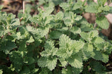 Catnip Seeds - Grow your own Herbs!