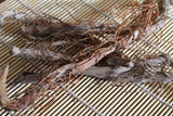 Cattail Roots - Wild Harvested