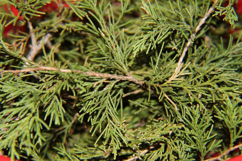 Cedar Tips - Juniperus virginiana, Fresh Cut Juniper Tree Herb – Tame ...