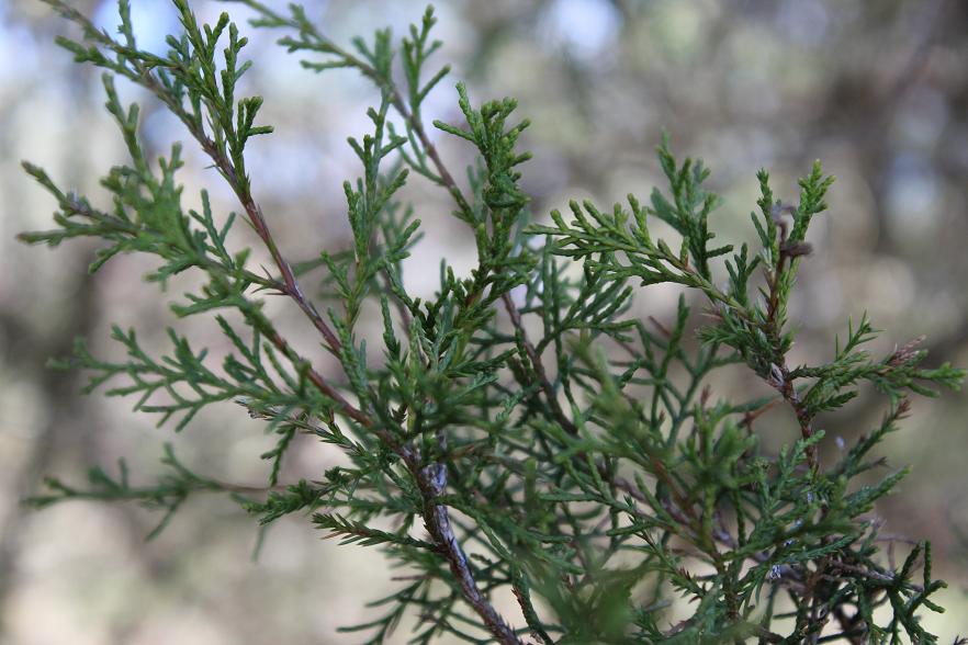 Cedar Tips - Juniperus virginiana, Fresh Cut Juniper Tree Herb – Tame ...