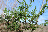 Cedar Tips - Juniperus virginiana, Fresh Cut Juniper Tree Herb