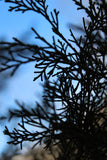 Cedar Tips - Juniperus virginiana, Fresh Cut Juniper Tree Herb