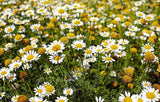 Chamomile Flower