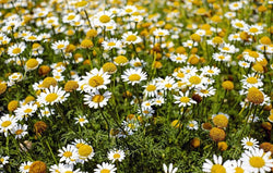 Chamomile Seeds - Grow your own Herbs!