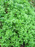 Chickweed Seeds - Grow your own Herbs!