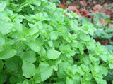 Chickweed Seeds - Grow your own Herbs!