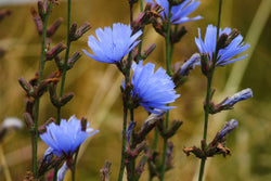 Chicory Seeds - Grow your own Herbs!