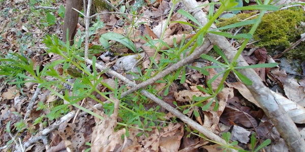 cleavers plant seeds Cleavers Seeds