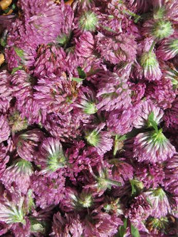 Red Clover Flower - Dried Whole