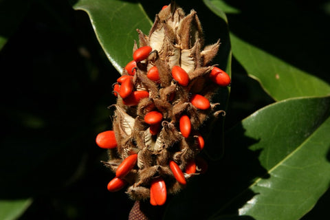plant magnolia seeds Cucumber Magnolia Seeds