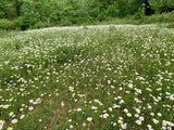 Ox-Eye Daisy - Field Daisy, Wild Harvested Herbal Tea from the Appalachian Mountains