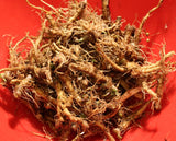 Dandelion Root Tea - Wild Harvested Dandelion Herbal Tea