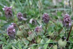 Purple Dead Nettle Seeds