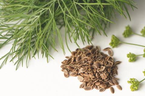 dysmantle plant seed Dill Seeds