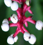 Dolls Eye Seeds, White Baneberry Ornamental Bush
