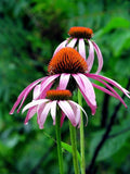 Echinacea Seed - Viable Seed, Grow Your own Herbs !