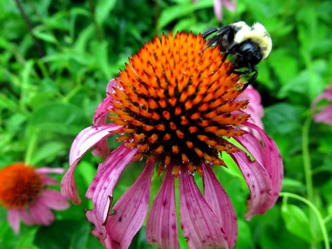 echinacea grow from seed Echinacea Seeds