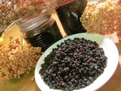 elderberry plant seeds Elderberry Seeds