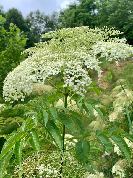 Elderberry Seeds