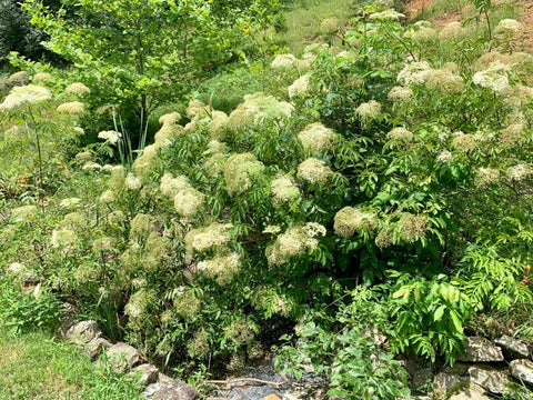 elderberry seeds to plant Elderberry Seeds